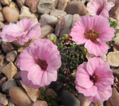 Saxifraga 'Torrisholme Rose' 
